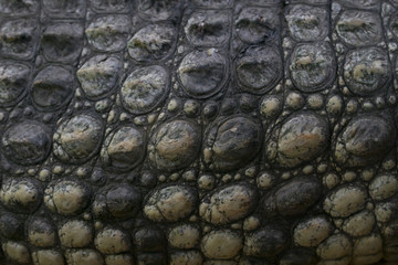 Textura de la piel de un cocodrilo del nilo