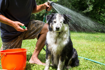 muddy dog about to be washed with the hose