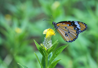 butterfly and yellow flower