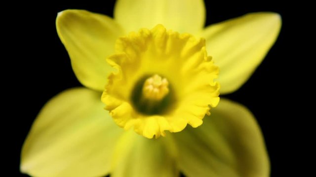 Beautiful time lapse of a flower opening up.