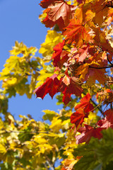 maple autumn