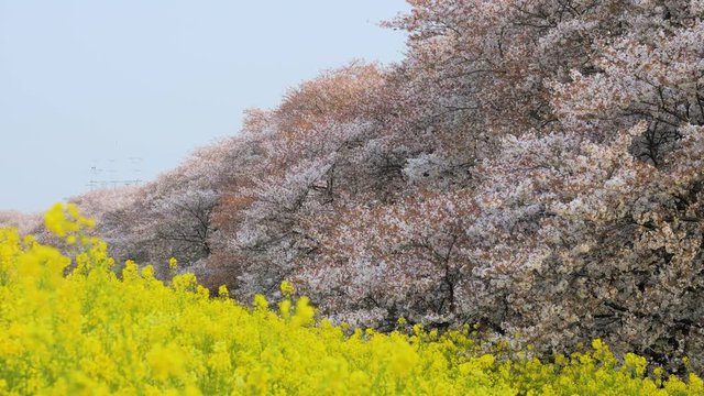 桜・菜の花