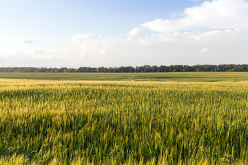 Fototapeta premium agricultural field