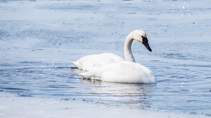 Swan couple are swimming at icy lake in early spring of Minnesota