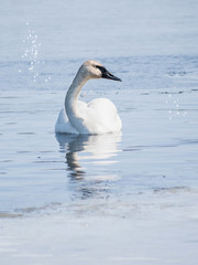A lonely swan is swimming at icy lake in early spring of Minnesota