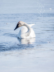 Obraz premium A lonely swan is swimming at icy lake in early spring of Minnesota