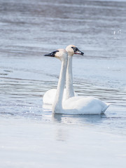 Fototapeta premium Swan couple are swimming at icy lake in early spring of Minnesota