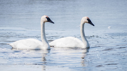 Fototapeta premium Swan couple are swimming at icy lake in early spring of Minnesota
