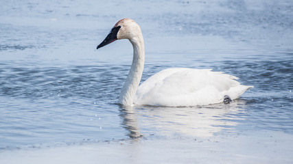 Fototapeta na wymiar A lonely swan is swimming at icy lake in early spring of Minnesota
