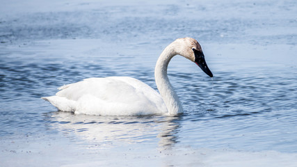 A lonely swan is swimming at icy lake in early spring of Minnesota