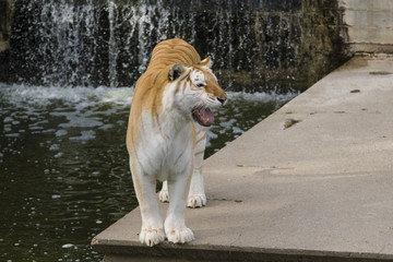 Hembra de tigre de bangala con una mutacion genetica
