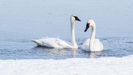 Obraz premium Swan couple are swimming at icy lake in early spring of Minnesota