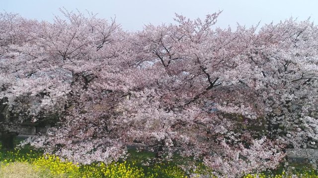 桜・4K