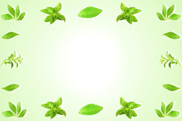 fresh green Stevia rebaudiana leaves  with text copy space