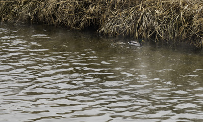 A couple of resting wild ducks