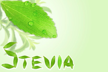 fresh green Stevia rebaudiana leaves  with text copy space