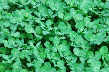 green clover leaves as nature background