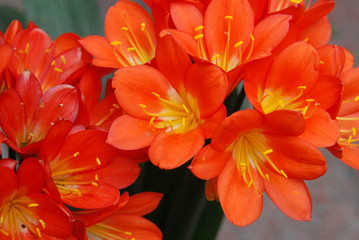 close up on clivia flower blooming in spring