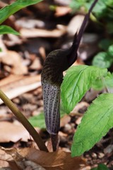 Arisaema Urashima