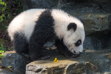 Fototapeta na wymiar Panda cub walking on a rock, Chengdu, China