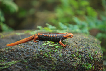 A Crocodile salamander perched on a rock.