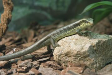 Long-tailed skink lizard. Eutropis longicaudata