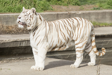 Tigre de Bengala - Macho 