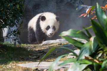 Obraz premium Panda cub walking in sunshine, Chengdu, China