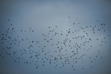 Black birds or crows in dark sky. Many small birds