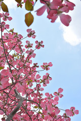 ハナミズキ　青空

