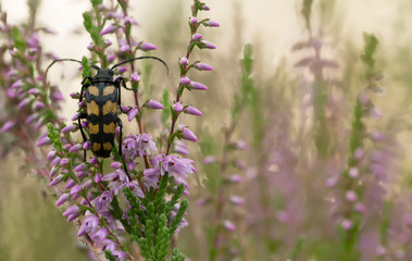 Obraz na płótnie Canvas Longhorn beetle, Leptura quadrifasciata on heather