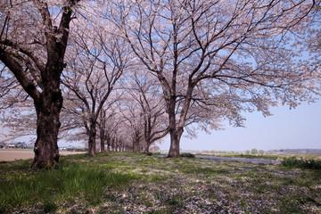 宇都宮市　鬼怒川の桜提