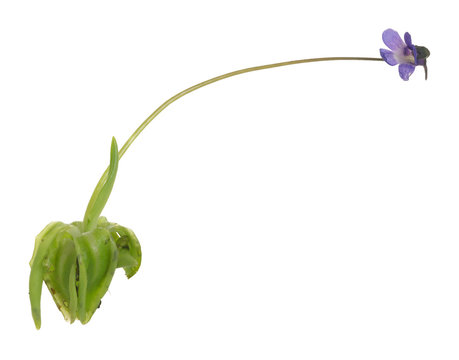 Common butterwort, Pinguicula vulgaris isolated on white background