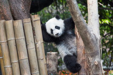 Obraz premium Panda cub playing in a tree, Chengdu, China