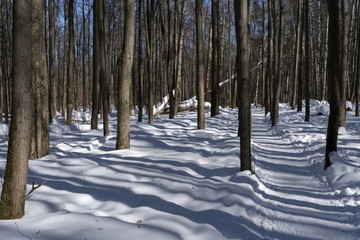 Графика линий. Солнечный день в зимнем лесу.