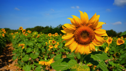 Sunflower feild for harvest seed on winter season on thailand