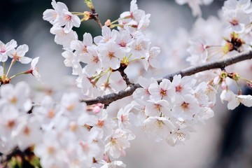 Cherry Blossoms