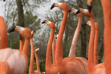 Grupo de flamencos caribeños macho durante el cortejo