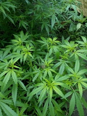 Naklejka na ściany i meble Cannabis sativa