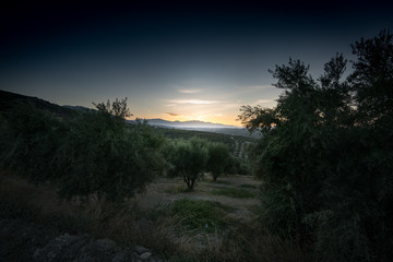 Silhouette of plantation during sunset