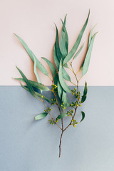 Creative poster, postcard, from dry branch of eucalyptus tree isolated on a grey and pink background