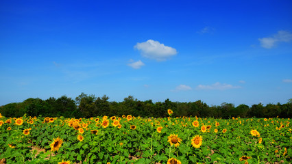 Fototapeta na wymiar Sunflower feild for harvest seed on winter season on thailand