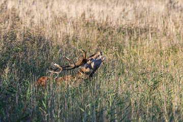 Rothirsch bei der Brunft