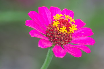 Obraz premium 桃色のヒャクニチソウ