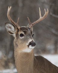 White tail deer (Odocoileus virginianus)
