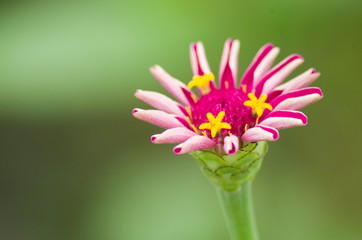 咲き始めたヒャクニチソウ