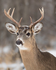 White tail deer (Odocoileus virginianus)