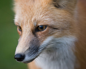 Red Fox (Vulpes vulpes)