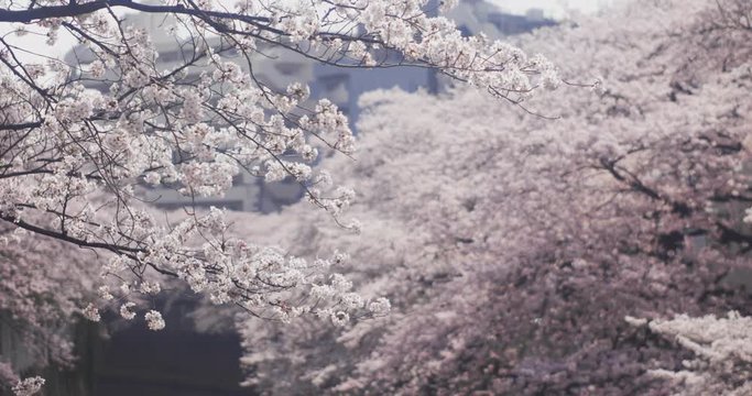 Kanda Bilder Durchsuchen 2,216 Archivfotos, und Videos