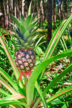Ripe pineapple plant and fruit. Vertical photo.